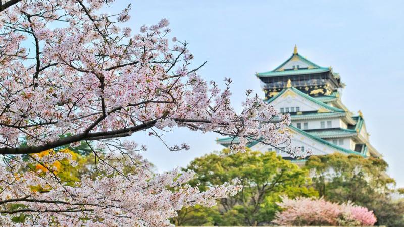 Enjoy Stunning Osaka Castle Cherry Blossom During Your Trip to Korea and Japan