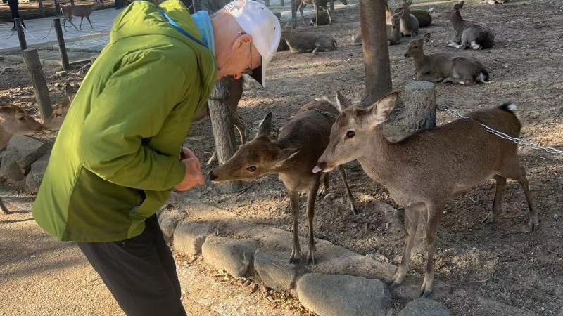 Feed the Lovely Deers in Nara Park