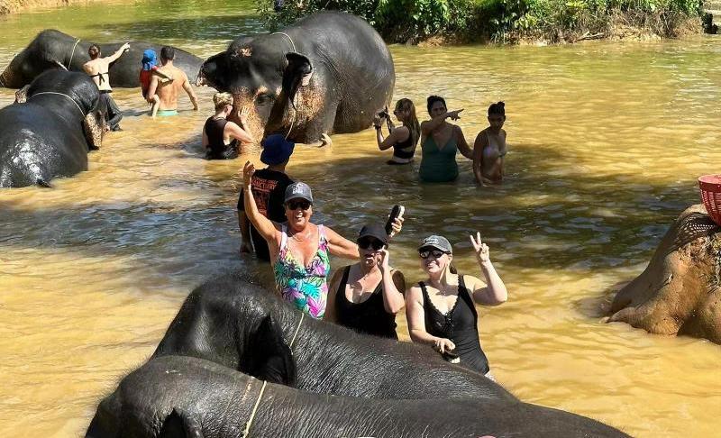Elephant Sanctuary Thailand near Bangkok