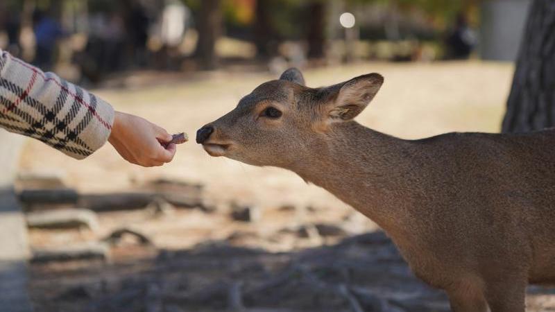 Feed the Deer in Nara Park