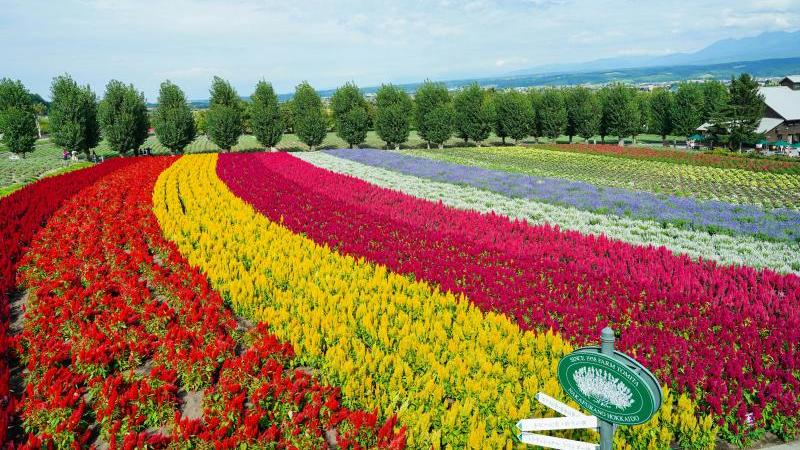 Stunning Natural Beauty of Farm Tomita Hokkaido in Summer