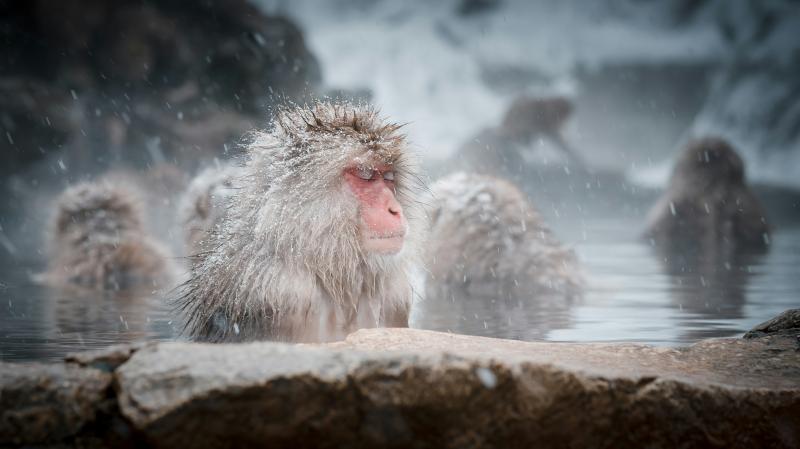 Snow Monkey Bathing at Jigokudani Monkey Park