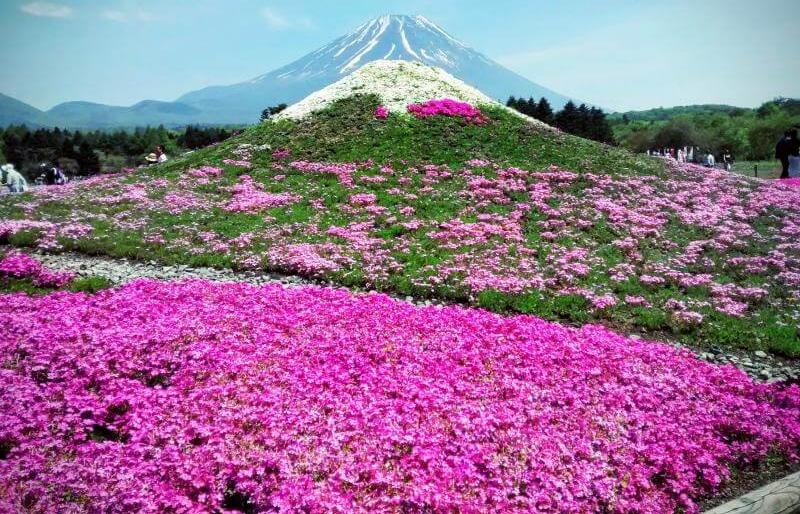 Fuji Shibazakura Festival Is Not to Be Missed in Japan in May