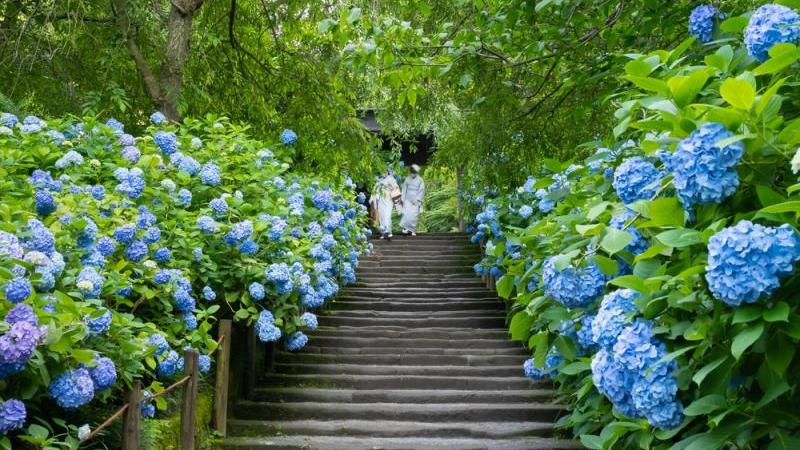 Hydrangeas Is What to See in Japan Apart from Sakura