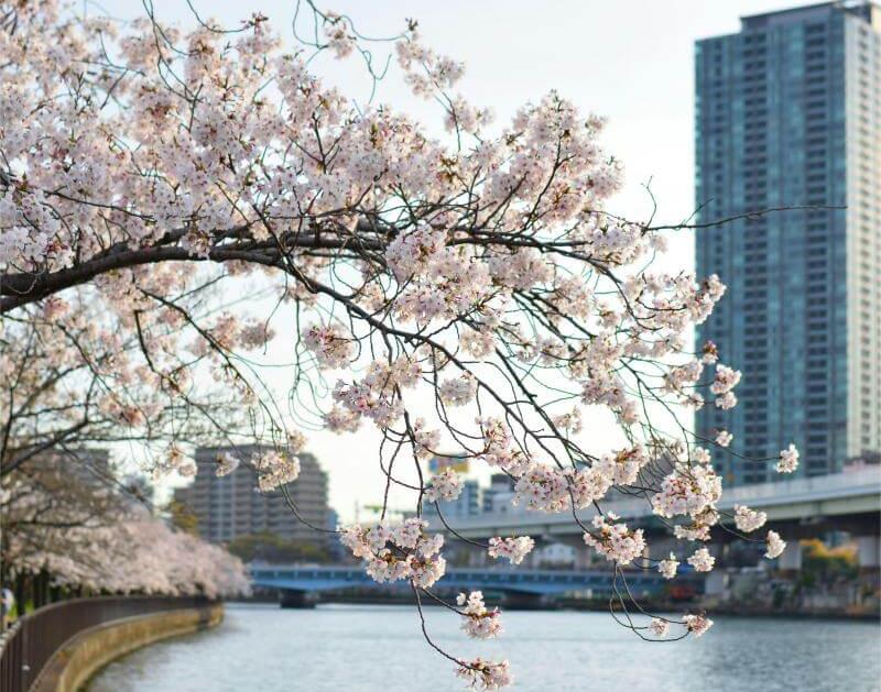 Sakura at Kema Sakuranomiya Park during April in Japan