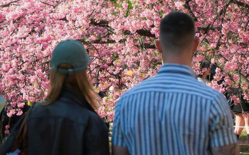 Pay Attention to April Weather in Japan for Best Sakura View