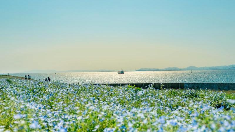 Osaka Maishima Seaside Park: One of the Best Japan Places to Visit in April to See Nemophila