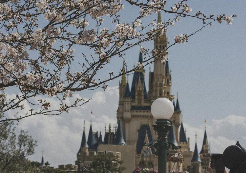Tokyo Disneyland During Cherry Blossom Season