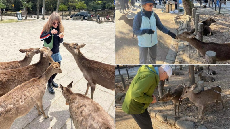 Encounter and Feed Deers in Nara Park