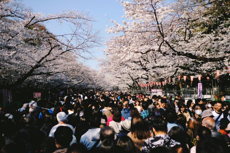 Travel to Japan with Kids to Enjoy Hanami