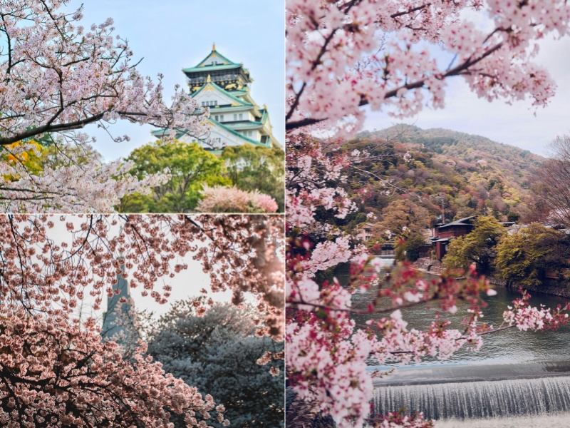 Enjoy a Spectacular Japan Sakura Tour with Family 