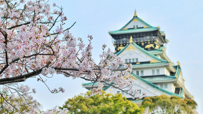 Cherry Blossoms Near the Osaka Castle Park