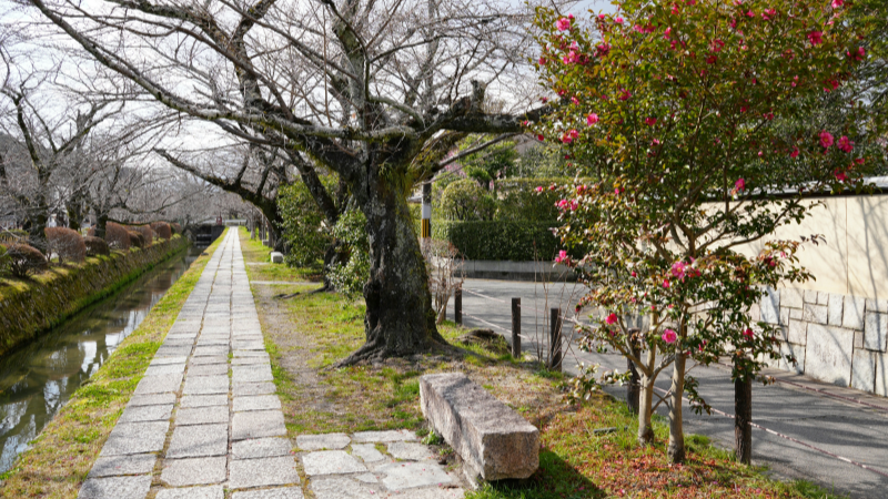 Early Spring in Philosopher's Path