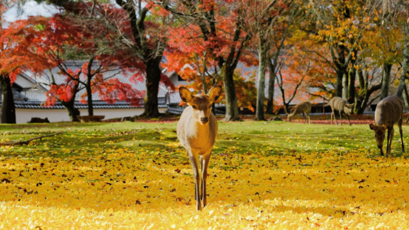 Get up Close with the Deer in Nara!