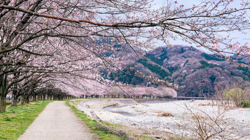 See Cherry Blossoms from March to Early May
