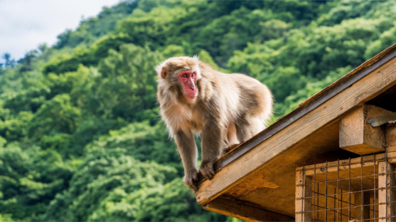 Get Up Close with Arashiyama’s Playful Monkeys