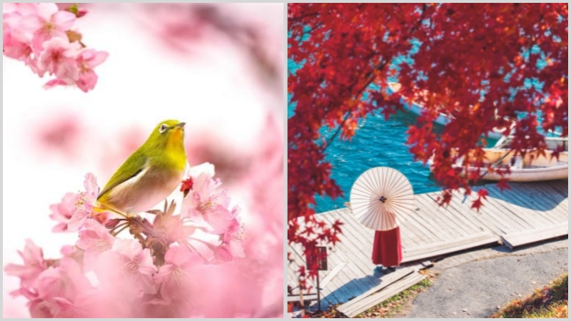 Spring and Autumn - Good Times Travel to Japan 2025