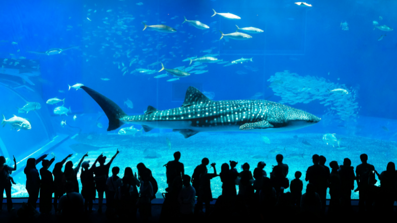 First-Time Must-See: Okinawa Churaumi Aquarium