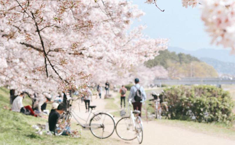 Enjoy Hanami in Late March, Japan