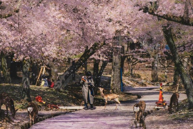 Nara Park, One of the Best Places to Go in Japan in March