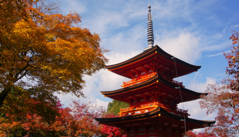 Stunning Maple View in Kyoto, Japan