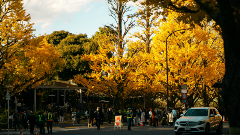 Golden Ginkgo Avenue at Meiji Jingu Gaien, Tokyo
