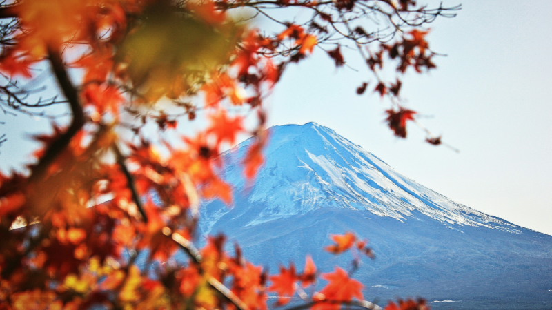 Enjoy autumn vibes around Mt.Fuji