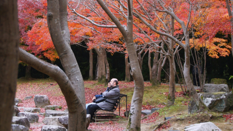Take a break in the maple forest