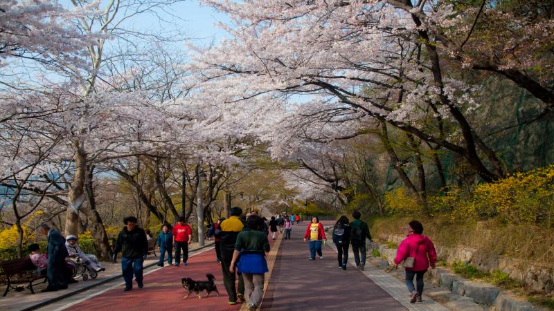 Namsan Park during Cherry Blossom Season in Spring
