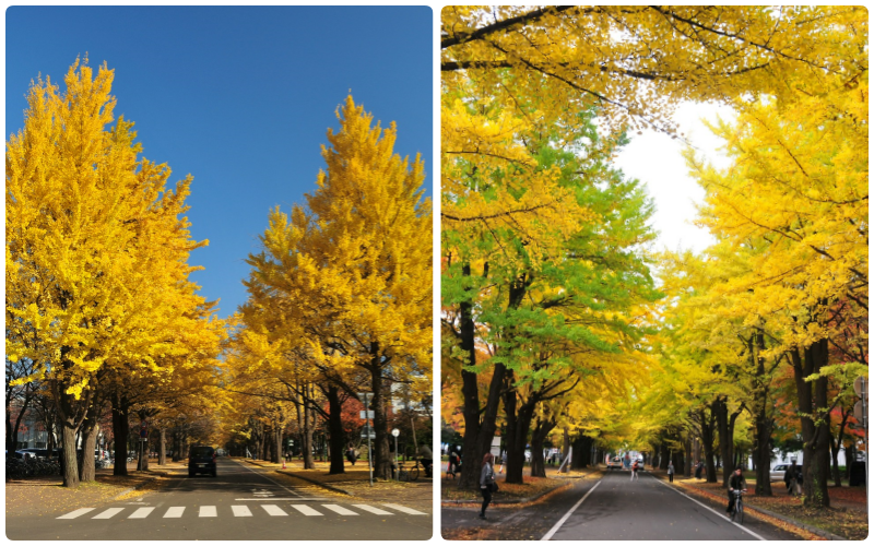 Stunning golden vibe in autumn Hokkaido
