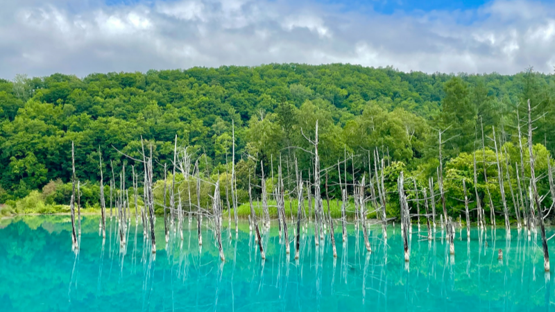 Crystal clear blue pond in Biei