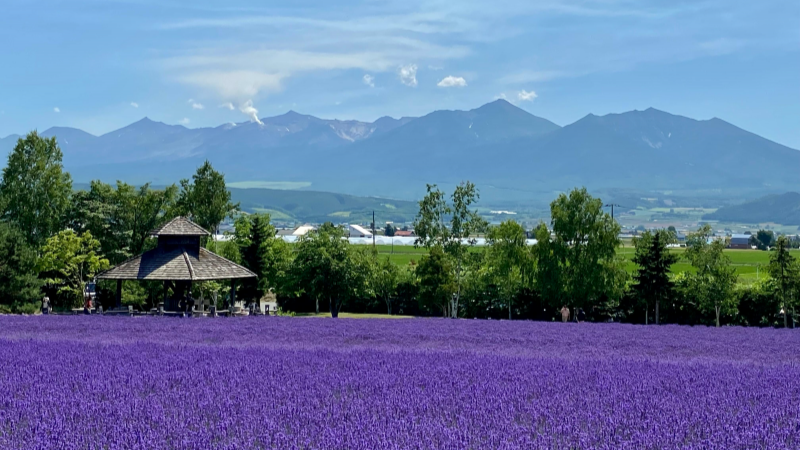 Lavender fields at Tomita Farm under a clear sky, Hokkaido
