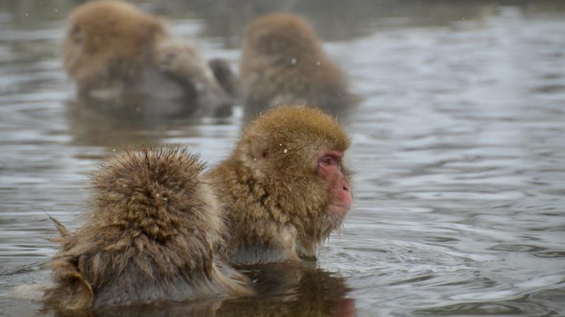 What to Do in Japan april Also Include Seeing the Famous Snow Monkeys Soaking in Hot Springs