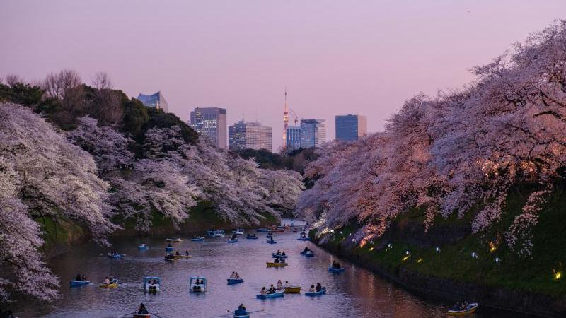 Plan a Wonderful Japan Family Tour in Sakura Season