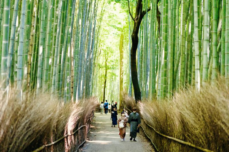 An Affordable Trip to Japan to Enjoy Walking through Arashiyama Bamboo Forest