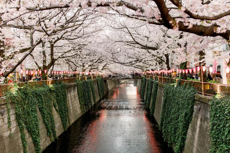 Meguro River Cherry Blossoms Promenade during Tokyo Cherry Blossom Season