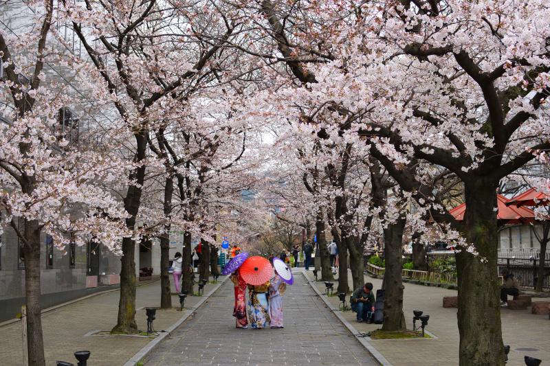 Kimono Experience under the Stunning Cherry Blossom Trees