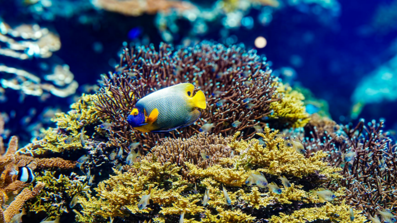September in Okinawa is the perfect season for water sports and diving