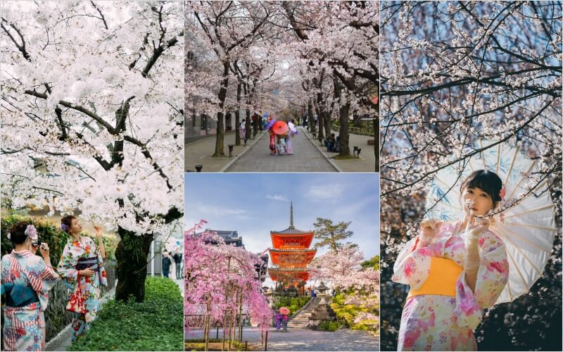 Memorable Sakura Moments in Kimono
