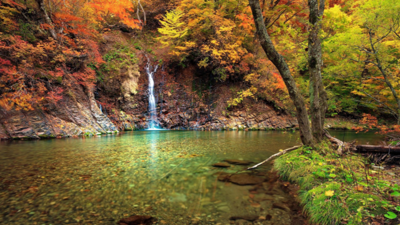 The stream is clear, and the red maple trees are stunning