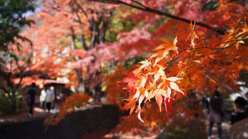 Hokkaido has the earliest autumn foliage in Japan