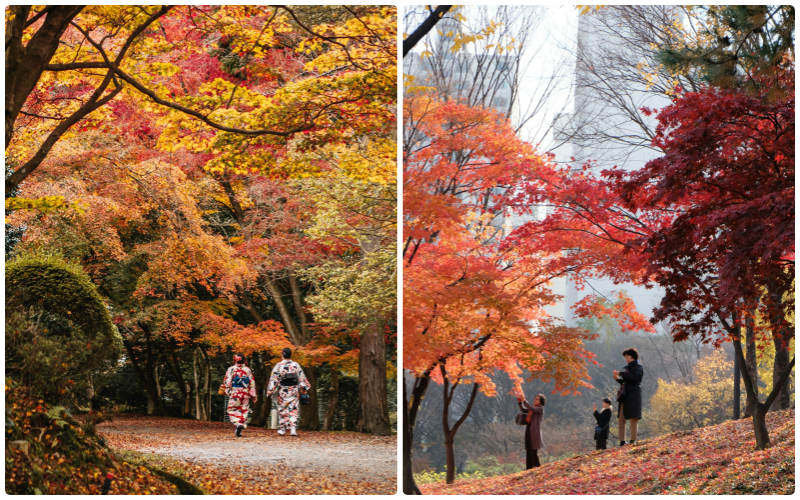 Everyone loves the beautiful red maple leaves in autumn