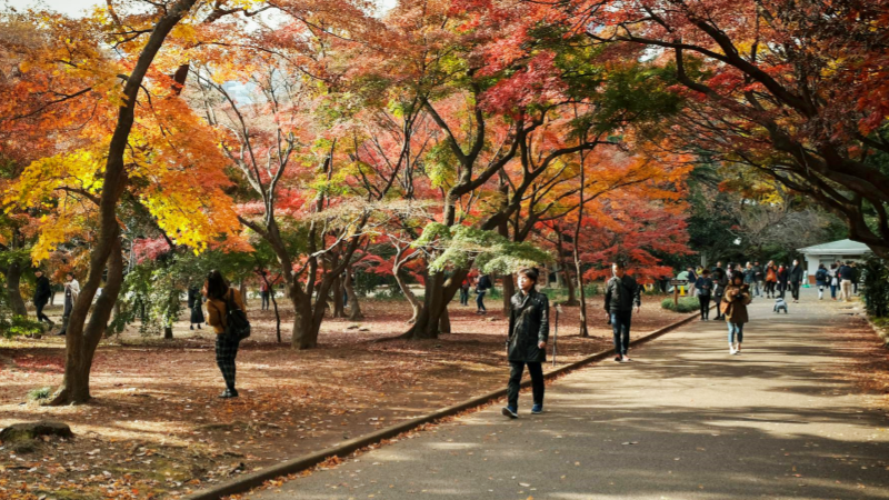The fall foliage is most beautiful in November