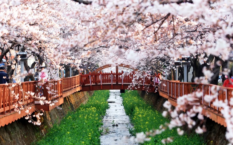 Jinhae Cherry Blossom Festival