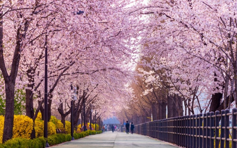 Yeouido Spring Flower Festival