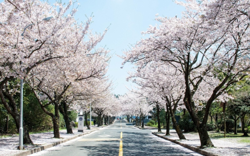 Jeju Island Cherry Blossom Festival