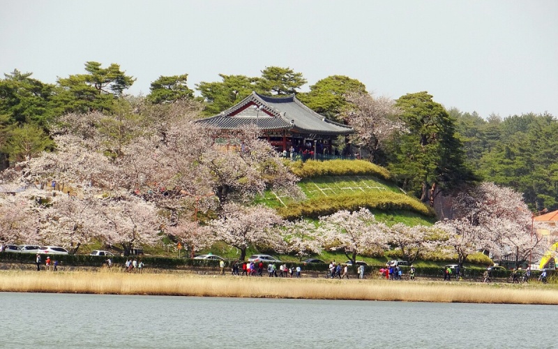 Gyeongpo Cherry Blossom Festival