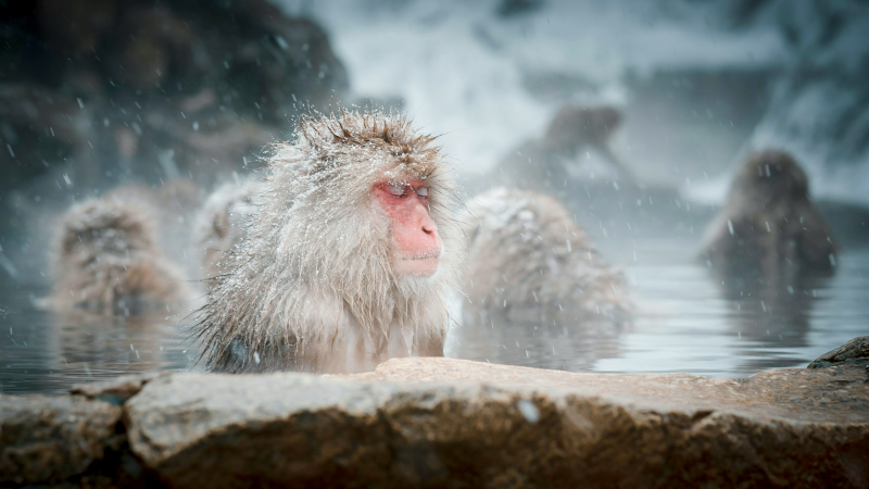 A snow monkey enjoys a winter hot spring