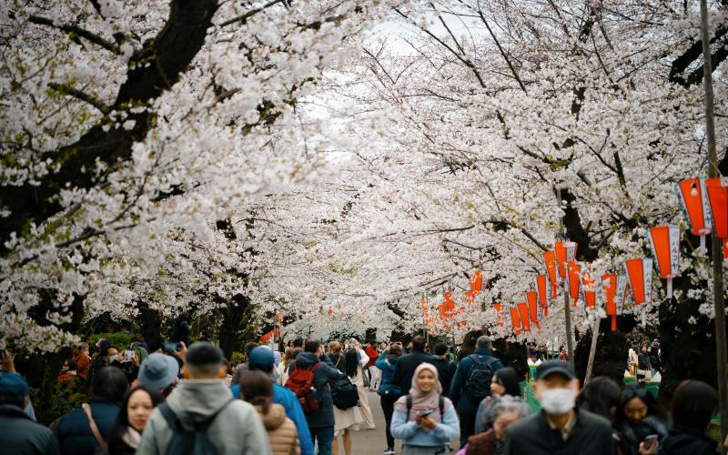 Ueno Sakura Festival
