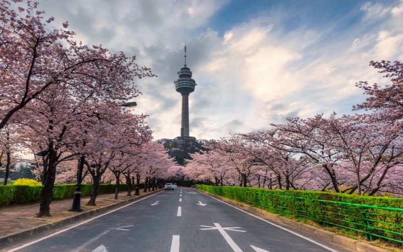 Cherry Blossoms and Daegu Tower